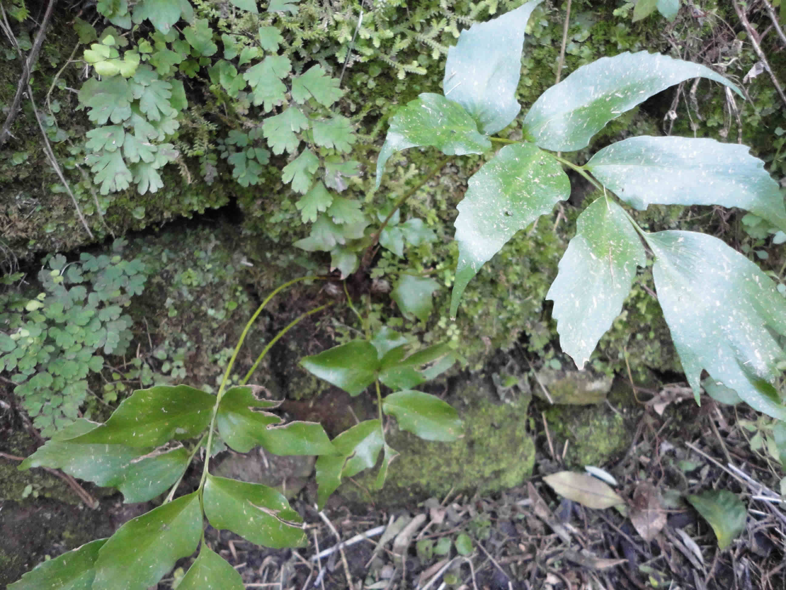 Cyrtomium sp.